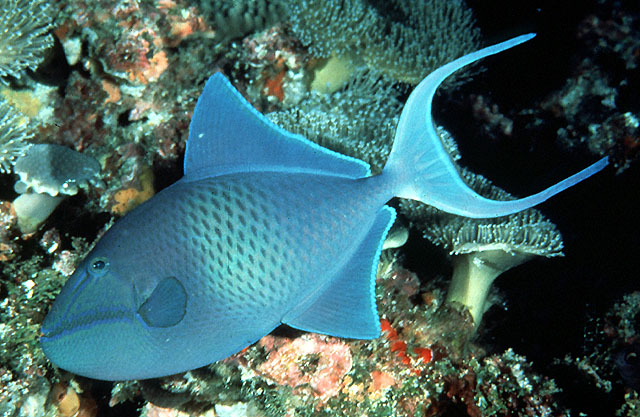 Odonus niger (Pesce balestra nero)